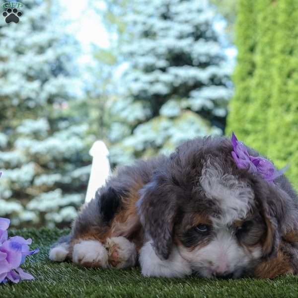 Elaine, Mini Bernedoodle Puppy
